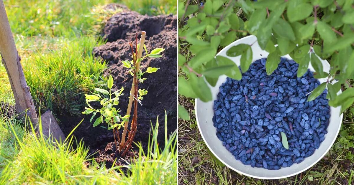 Жимолость как сажать весной в открытый грунт. Жимолость Садовая куст. Мульчирование жимолости. Жимолость Длинноплодная куст. Жимолость съедобная Длинноплодная.