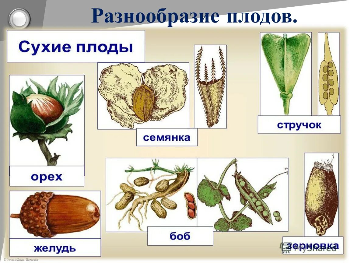 Как отличить плод. Сухие односемянные плоды семянка. Типы сухих плодов биология 6 класс. Сухие плоды биология 6 класс. Коробочка стручок Зерновка семянка.