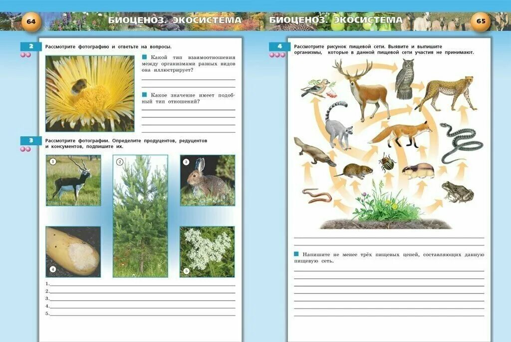Тетрадь-тренажёр. УМК "биология. Живые системы и экосистемы. 9 Класс". Живые системы биология. Живые системы биология примеры. Живые системы клетка организм вид биоценоз.