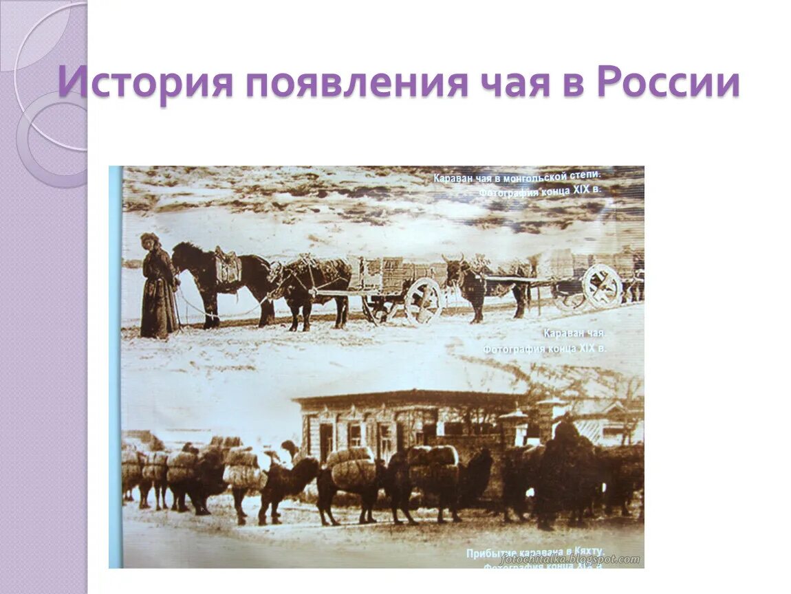 История появления чая в России. История возникновения чая. Россия история возникновения. Появление чая в России. Год происхождения россии