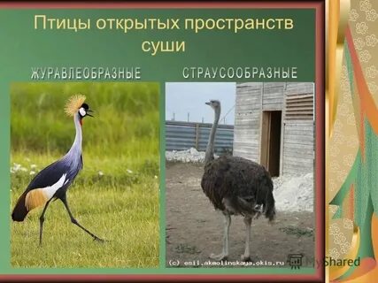 Птицы открытых пространств