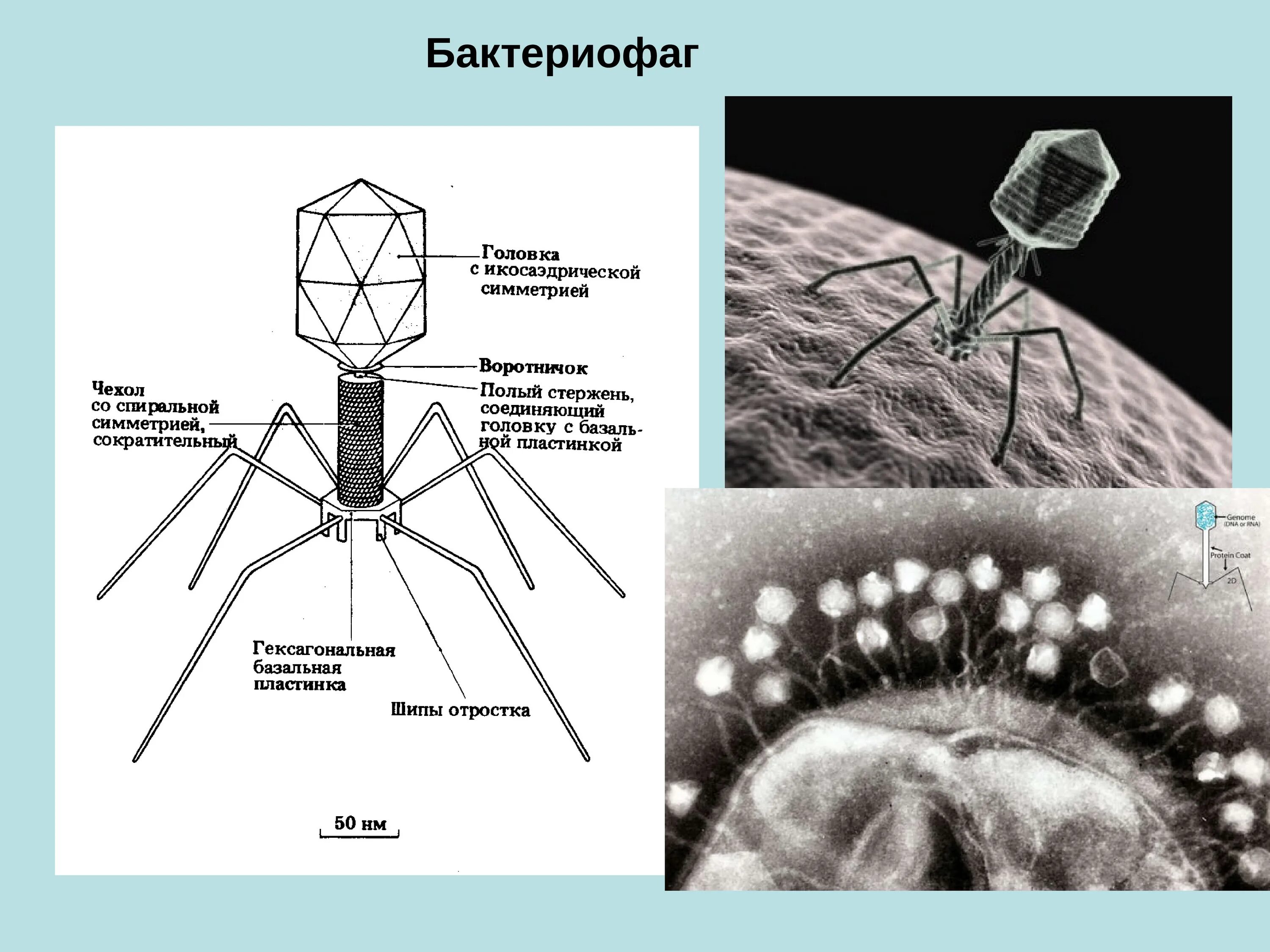 Бактериофагия