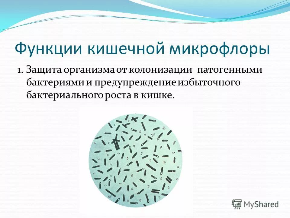 Функции кишечной микрофлоры. Функции кишечной микрофлоры. Функции кишечной микрофлоры. Функции микрофлоры толстого кишечника. Функции нормальной микробиоты.