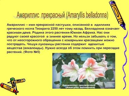 Белладонна перевод