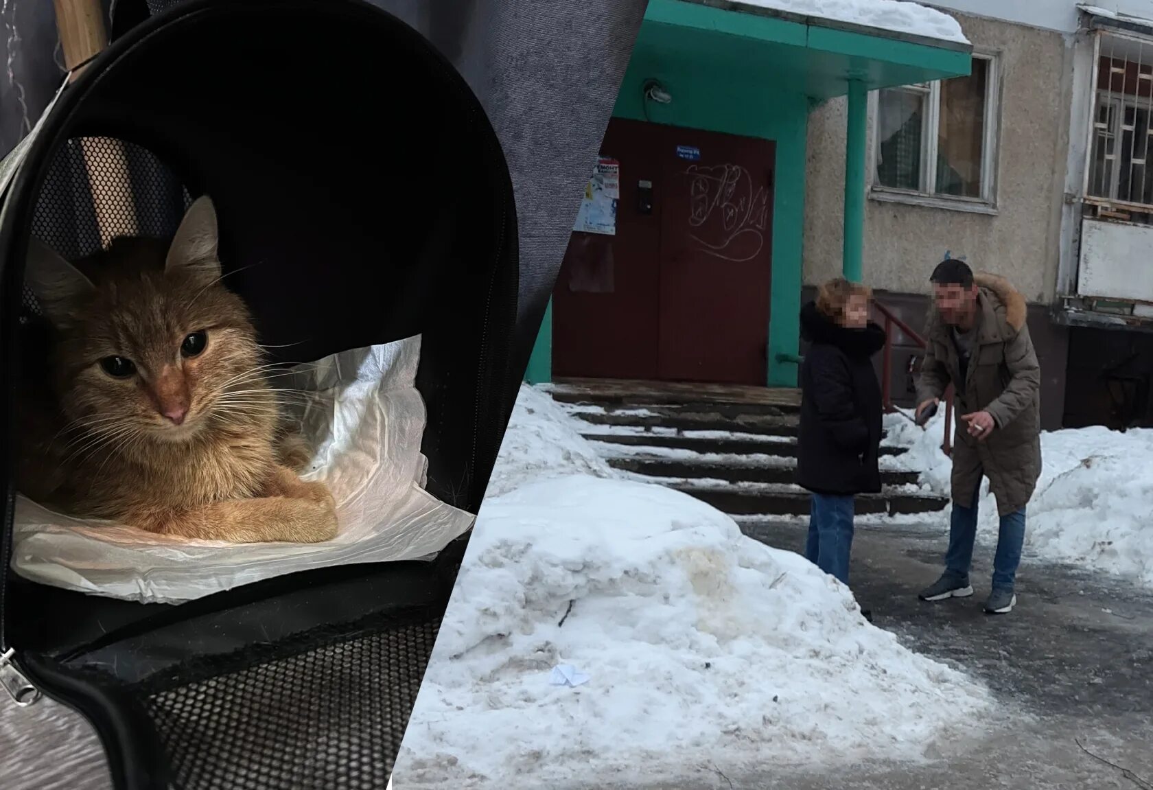 Hello street cat издевательство над кошками. Спасать котика волонтеры. Кот с пистолетом на улице. Ярославские коты спасли Ленинград.