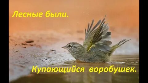 Трепеща вид