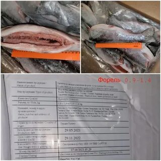 Продам рыбу форель