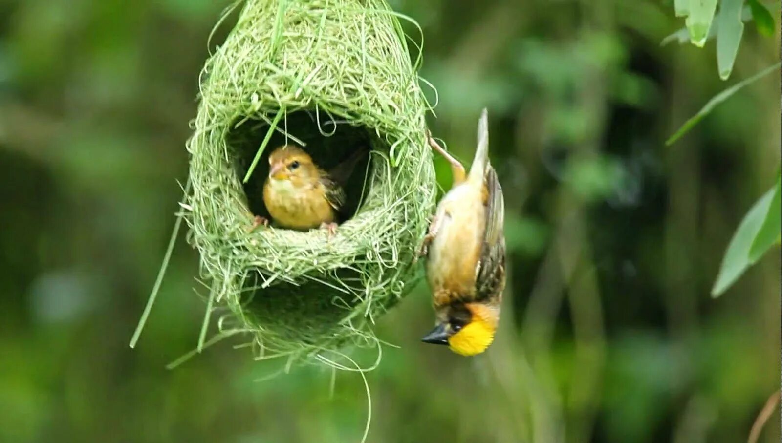 Гнезда птиц видео для детей. Желтоголовый Королек гнездо. Гнездо Байя Уивер. Птичка Ткачик гнездо. Желтоголовый Королек птенцы.