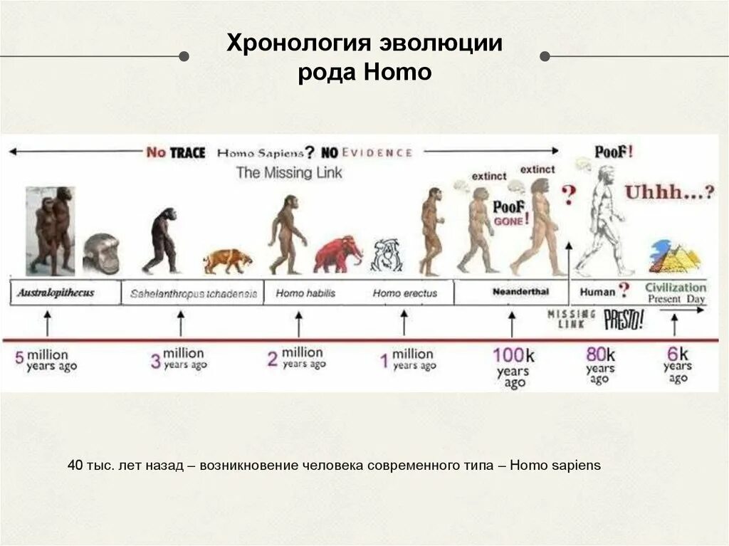 Древние люди в хронологической последовательности. Этапы развития человека хомо сапиенс. Таблица развития рода хомо. Этапы эволюции хомо сапиенс.