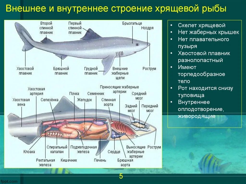 Строение костных рыб и хрящевых рыб. Отличительные черты строения хрящевых рыб. Внутреннее строение хрящевых и костных рыб. Особенности внутреннего строения хрящевых рыб.