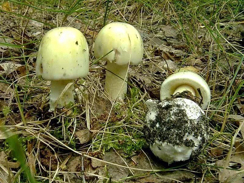 Бледная поганка гриб. Бледная поганка (Amanita phalloides). Amanita phalloides гриб. Яйцо бледной поганки.