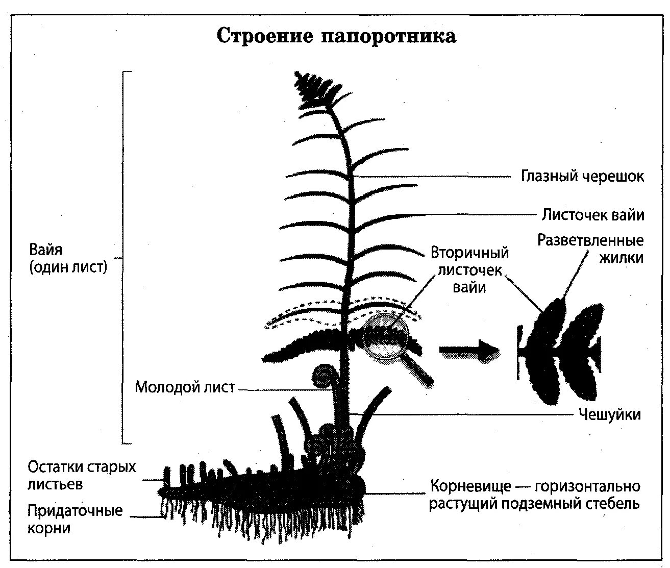 Какие органы отсутствуют у папоротников. Внешнее строение папоротника. Строение папоротникообразных. Внутреннее строение папоротника. Строение цветка папоротника.