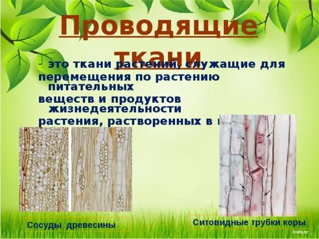 Сосуды древесины и ситовидные трубки. Ситовидные трубки в древесине. Проводящие ткани ситовидные трубки сосуды древесины. Проводящая ткань растений ситовидные трубки