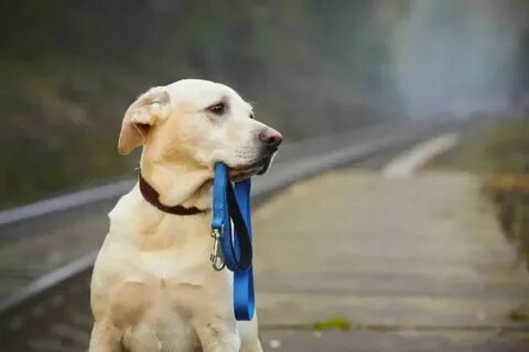 Собака осуждает