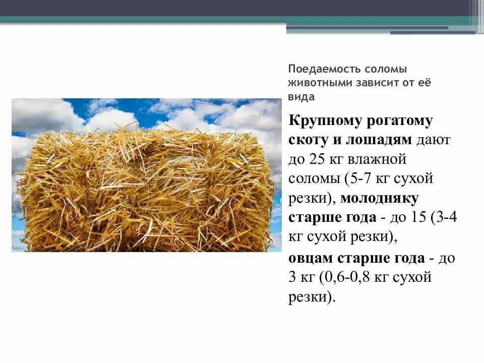 Расчетл вый солом нка обустра ваться. Солома корм для животных. Влажность соломы. Солома для корма скота. Заготовка соломы.