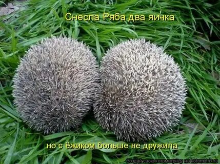 2 ежа