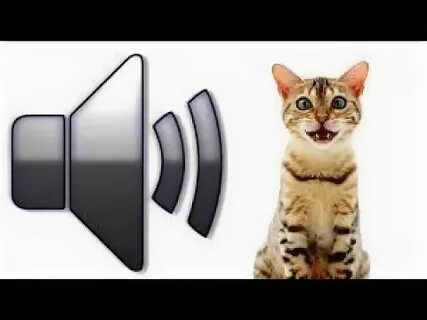 Слушать мяуканье кота живой звук для кошки