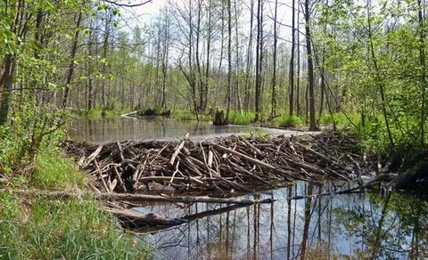 Бобр строит плотины на реках