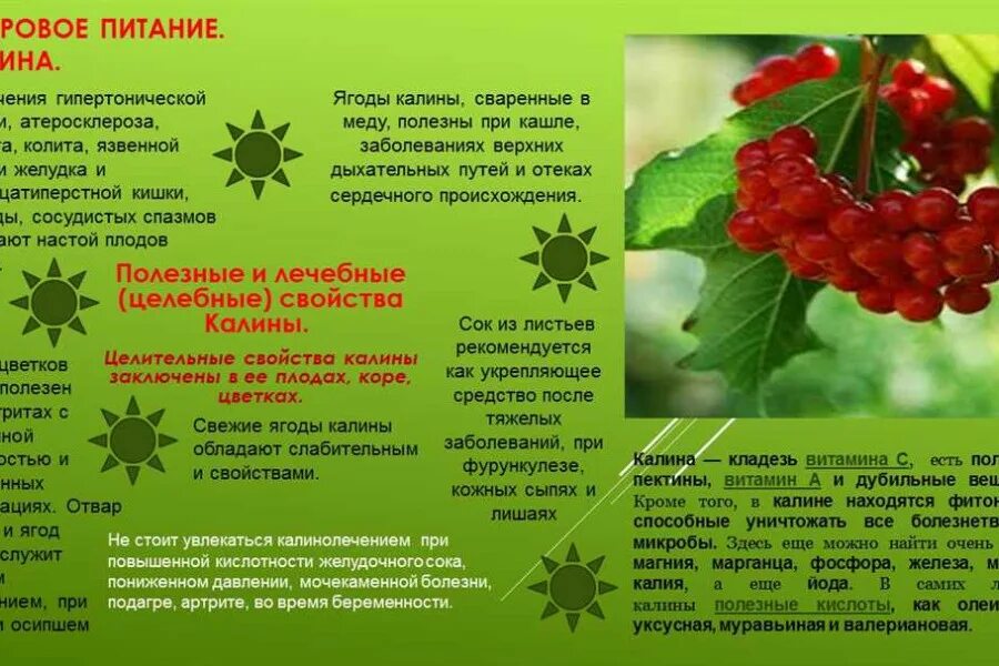 Полезные ягоды. Калина ягода полезные. Калина лекарственная. Вредна ли калина. Вредна ли калина.