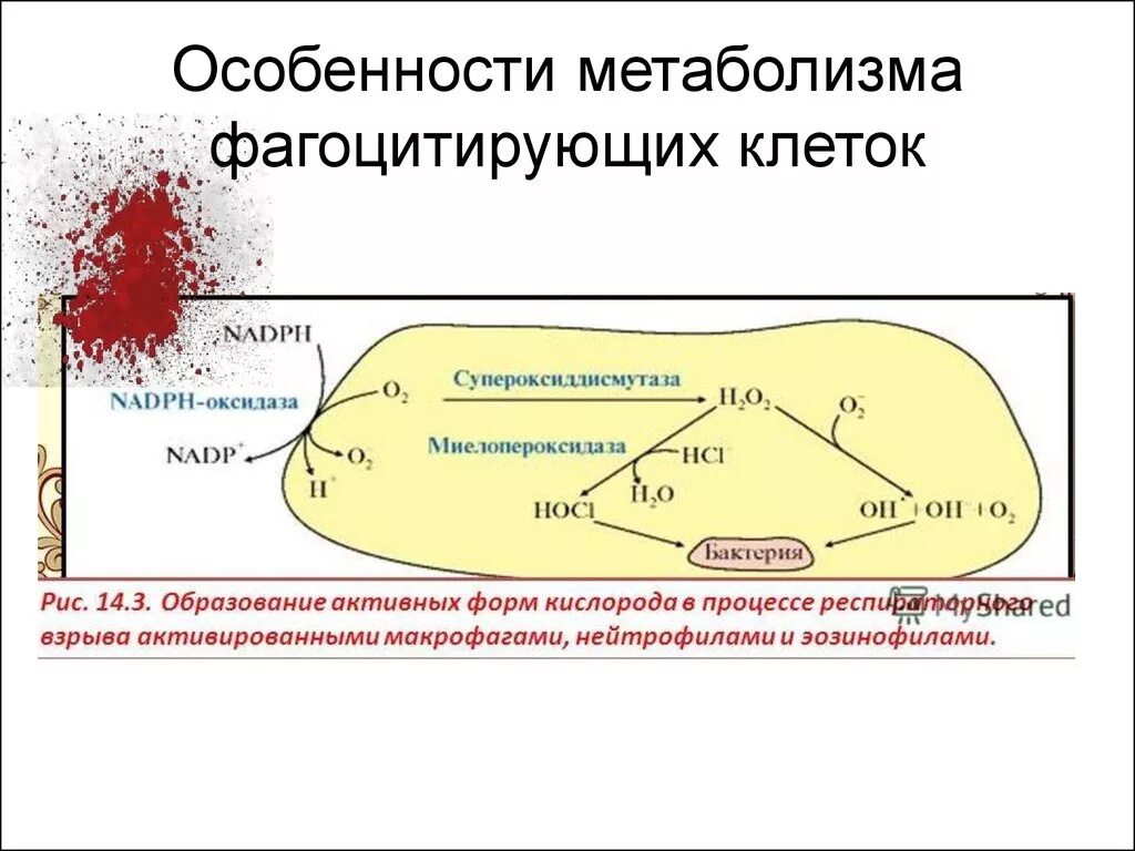 Метаболизм эритроцитов биохимия. Особенности метаболизма в лейкоцитах. особенности метаболизма лейкоцитов биохимия. особенности метаболизма фагоцитирующих клеток. метаболизм фагоцитирующих лейкоцитов.