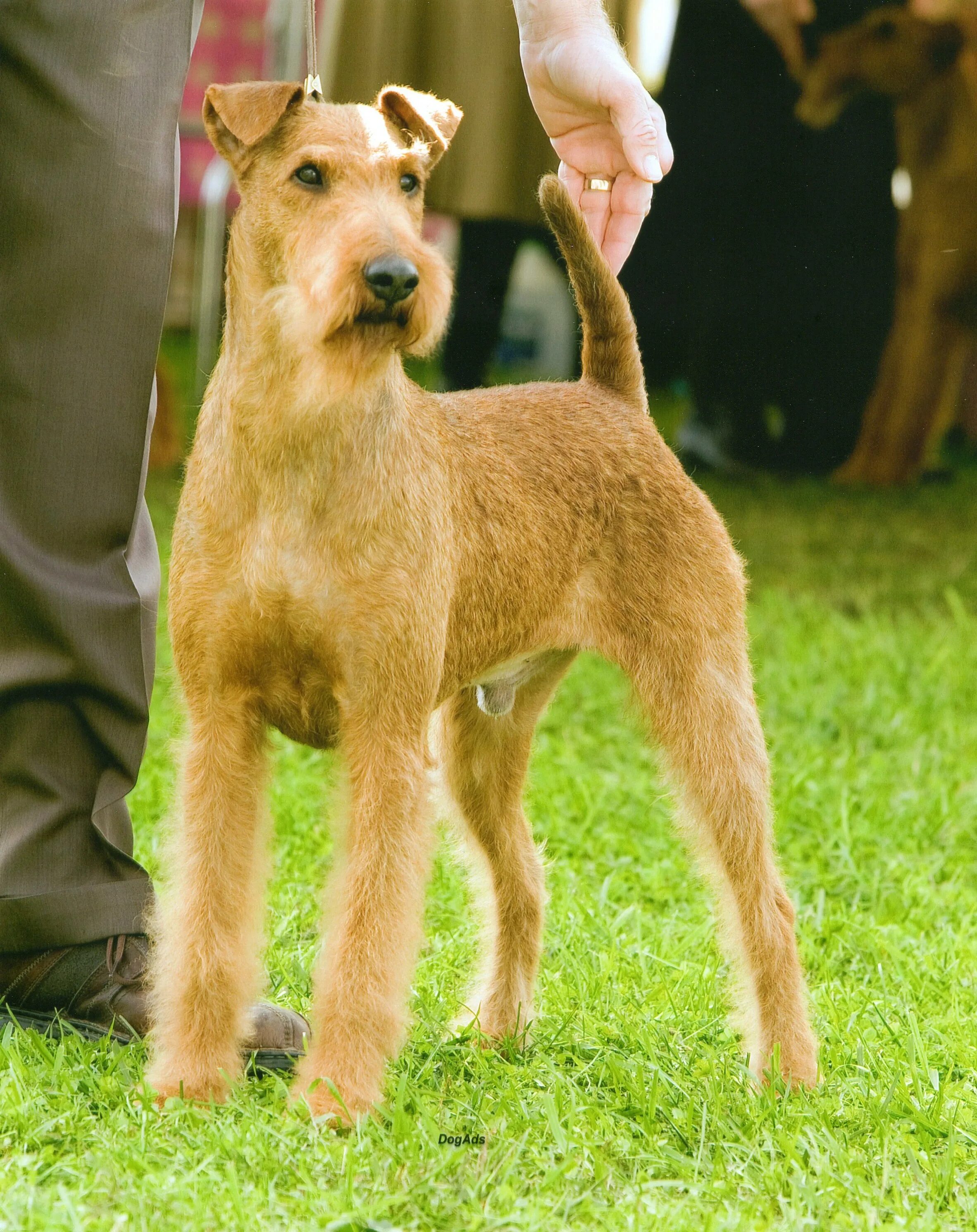 Породы ирландская собак с фотографиями и названиями Dog themed gifts, Irish terrier, Unique dog breeds