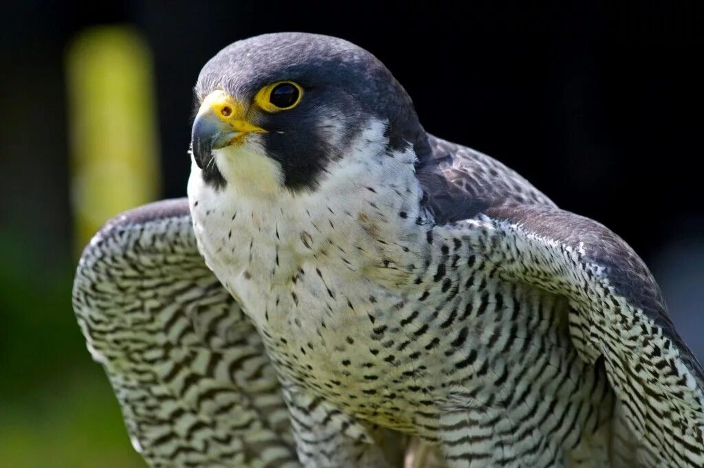 Сокол Сапсан. Сапсан Falco peregrinus. Хищные птицы Сокол Сапсан. Сокол Сапсан в тундре. Fastest bird