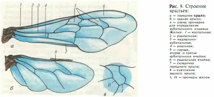 Строение крыла медоносной пчелы. Перепончатокрылые строение крыльев. Строение крыльев пчелы. Строение крыльев пчелы медоносной.