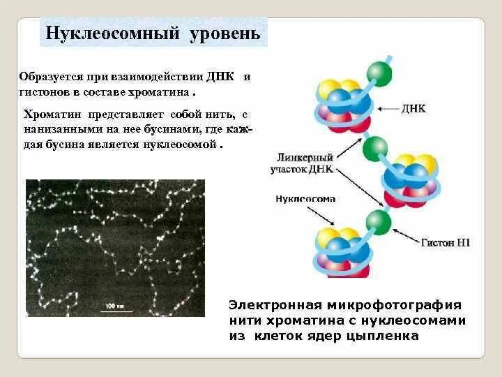 Нуклеосомы гистоны