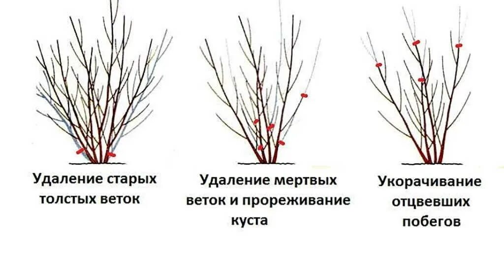 Обрезка форзиции. Обрезка форзиции весной схема. Схема обрезки сирени после цветения. Обрезка форзиции осенью схема. Форзиция кустарник обрезка весной.