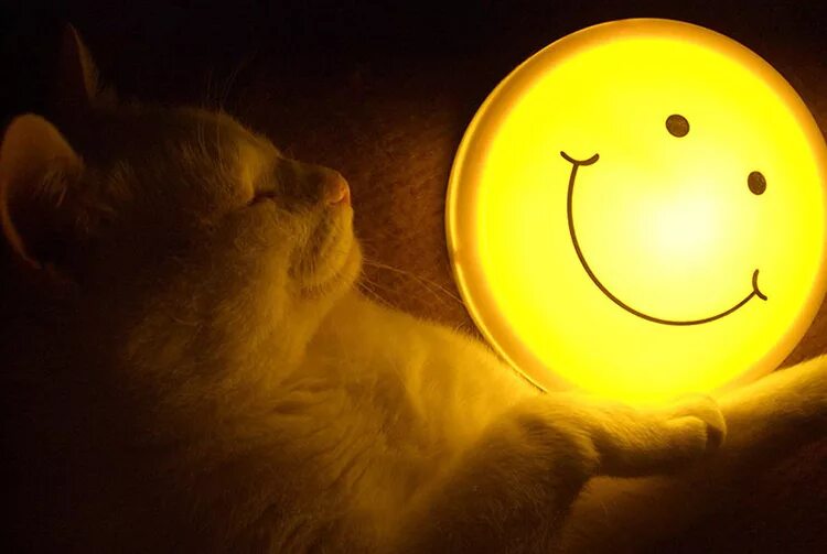 белый кот улыбается. котёнок и солнышко.