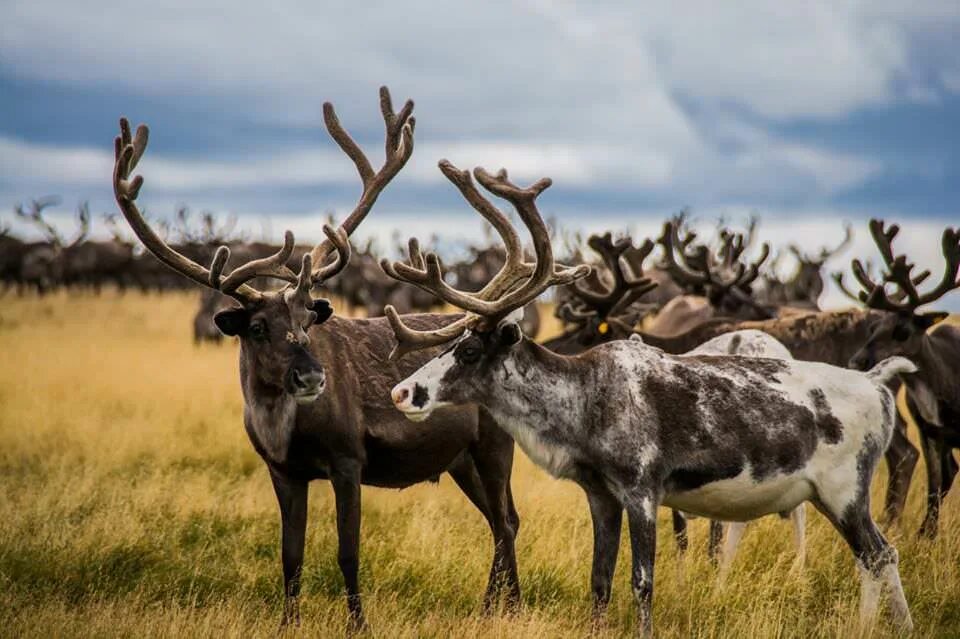 животный мир полуострова ямал. северный олень в тундре. гыданский полуостров белый медведь. животный мир полуострова ямал. животный мир полуострова ямал.