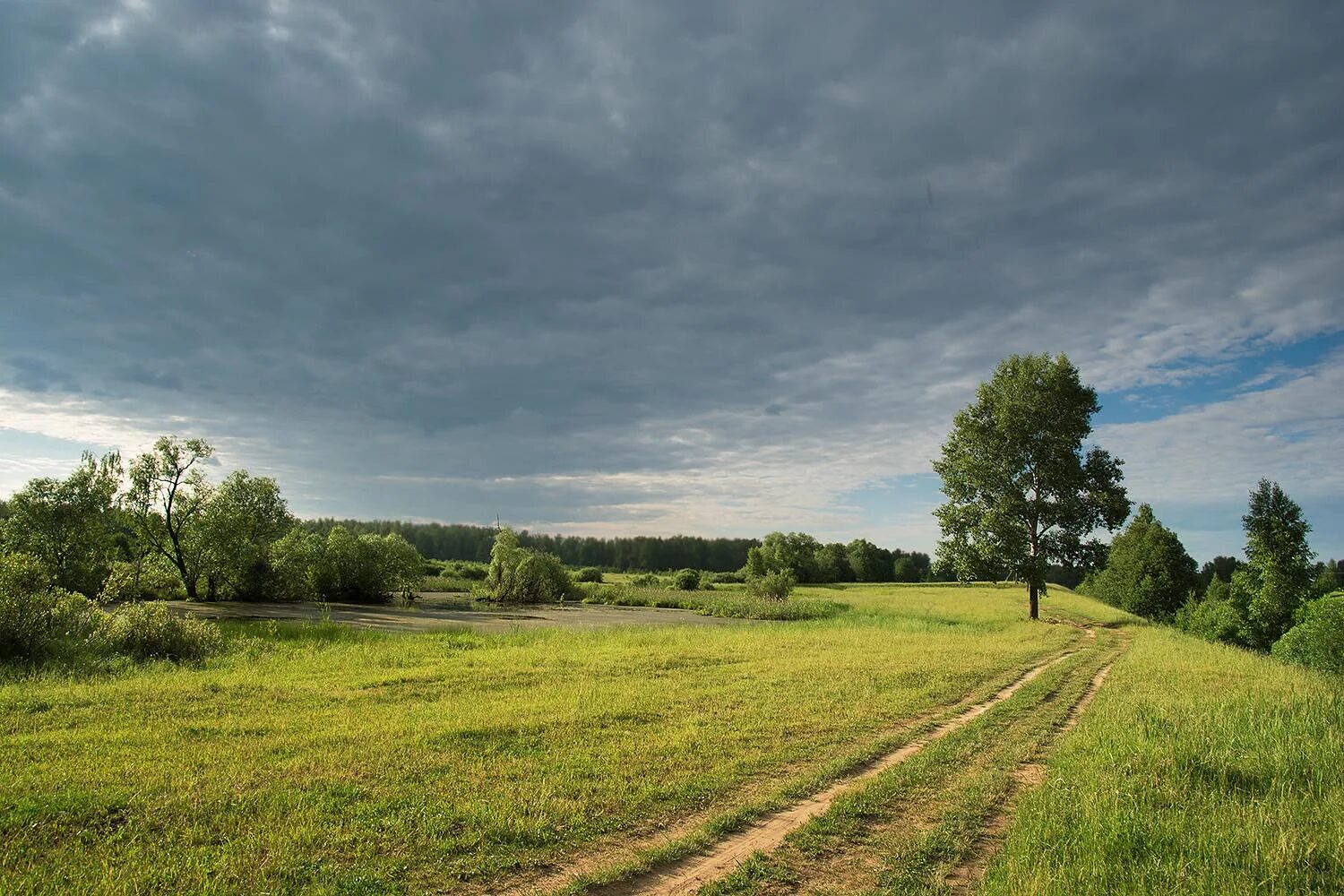 Иванов обл. Ивановская природа. Природа Ивановской области. Равнины Ивановской области. Природа Ивановского края.