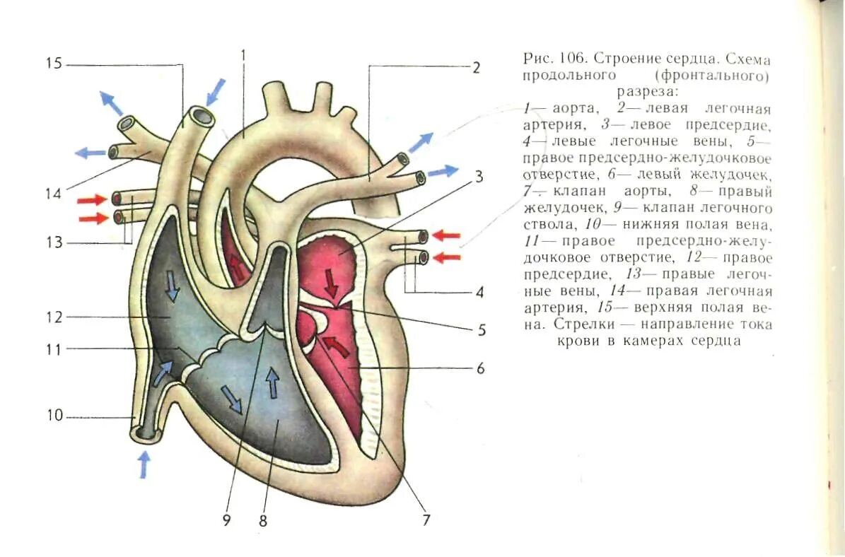 Срез сердца человека. Схема строения сердца продольный разрез. Строение сердца схема продольного фронтального разреза. Строение сердца анатомия Сапин. Строение сердца фронтальный разрез.