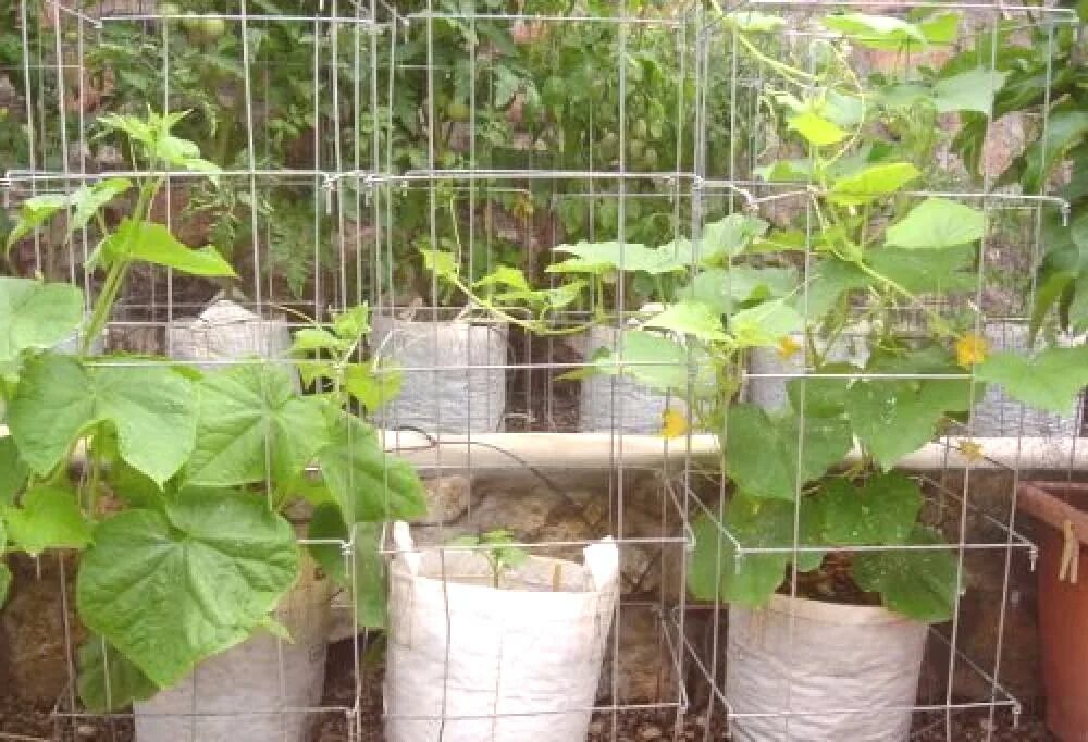 Посадка огурцов в пакеты. Огурцы в мешках. Огурцы в мешках подвязка. Шпалера для огурцов в мешках. Мешок огурцов.