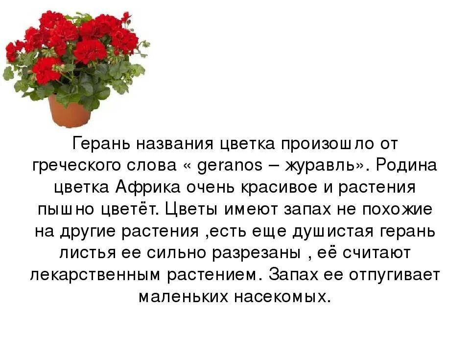 Герань от боли. Описание цветка герань комнатная. Проект про герань. Проект домашнее растение герань. Герань комнатная приметы.