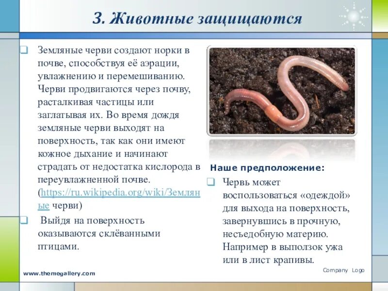 Дождевые черви в почве. Чем питается дождевой червь в природе. Сколько живут червяки дождевые. Классификация дождевого червя.