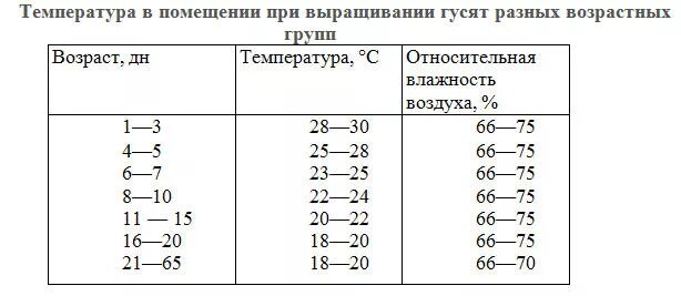 Какая температура содержания. Температурный режим для гусят с первых дней. температурный режим для гусят таблица. температурный режим для утят таблица. температурный режим содержания утят.