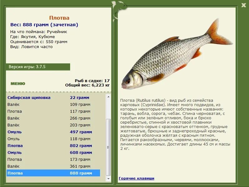 Плотва густера сорога. Плотва русская рыбалка 4. Стоять плотва. Северная плотва. Стоять плотва.