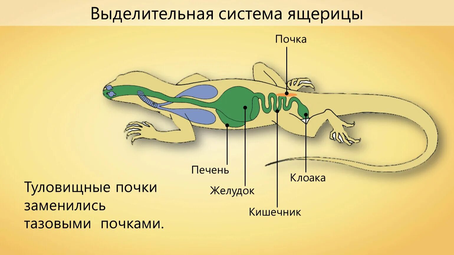 Строение ящерицы 7 класс. Выделительная система пресмыкающиеся 7 класс. Внутренне строение пресмыкающихся схема. Выделительная система пресмыкающихся 7 класс биология. Класс рептилии выделительная система.