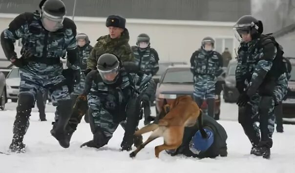 Собаки омона. Спецназ с собакой. Росгвардия с собакой. Спецназ кинолог. Кинологический спецназ россии.