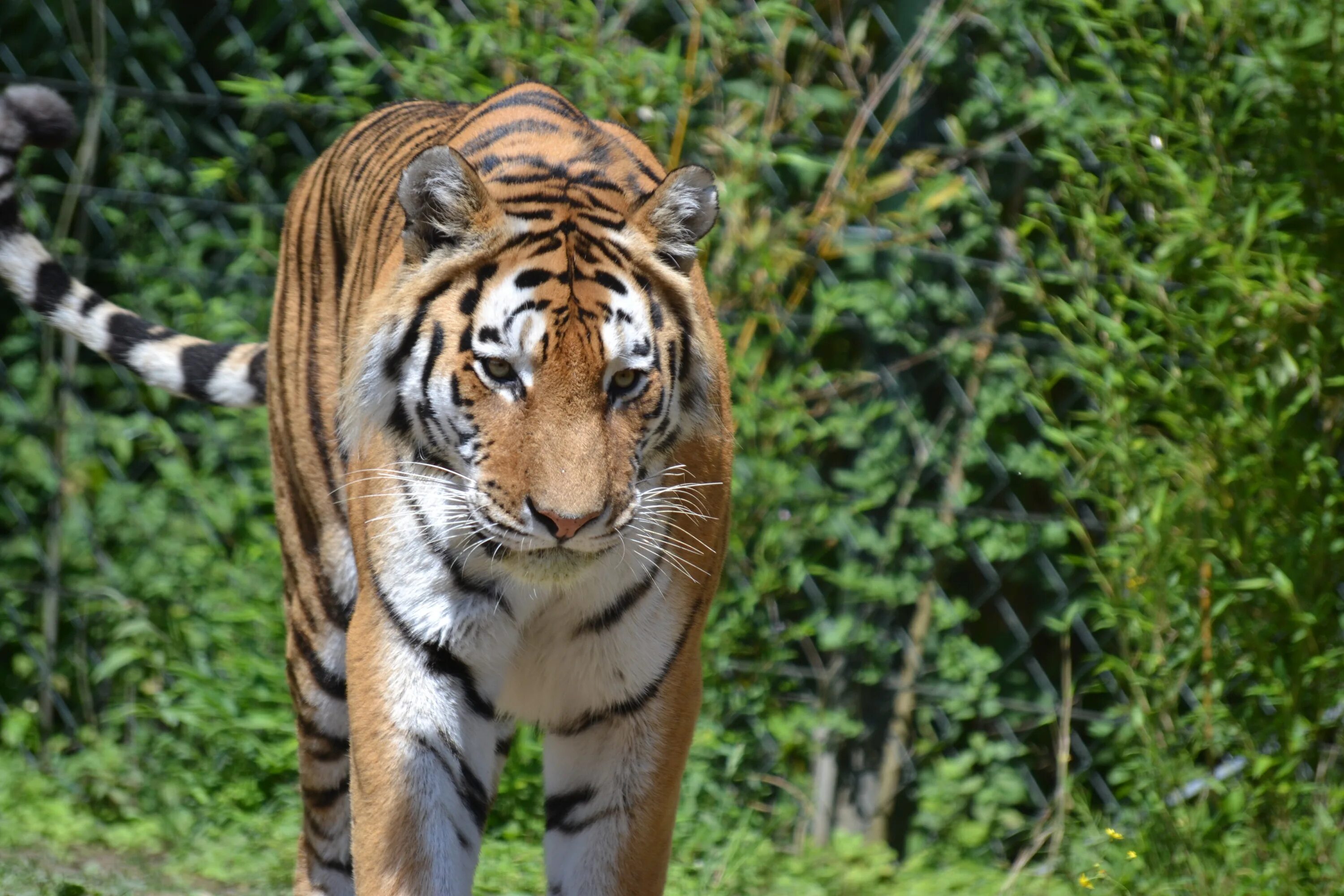 Какой тигр сильнее. Бенгальский длиннопенисный тигр. Королевский бенгальский тигр. Мазандаранский тигр животное. Животные Азии тигр.