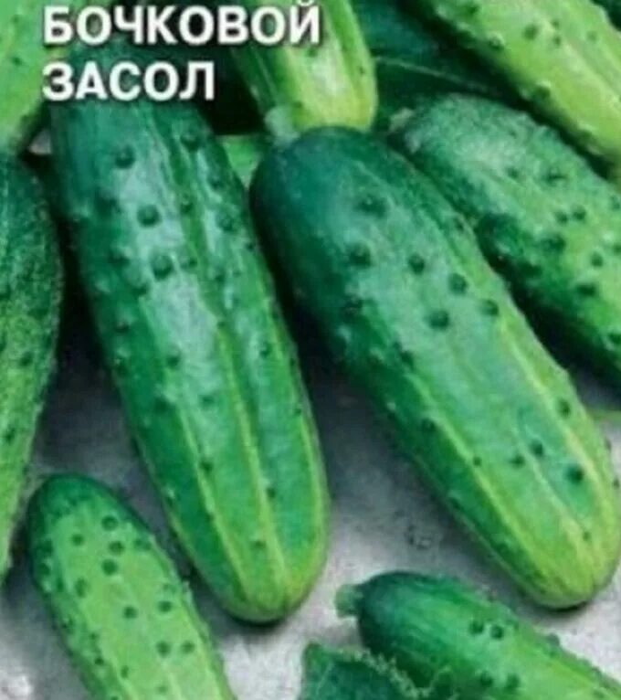 Огурцы сорт бочковой. Огурцы бочковой засол седек. Огурцы бочковой засол седек. Огурец бочковой засол. Огурец бочковой засол.