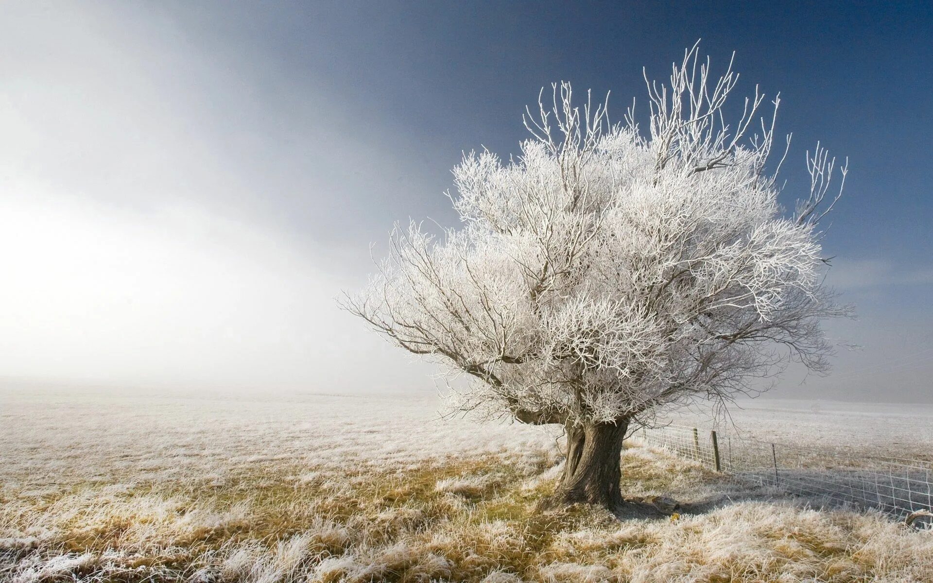 Зачем белые деревья. Иней на деревьях. Зима деревья. Деревья в снегу. Одинокое дерево.