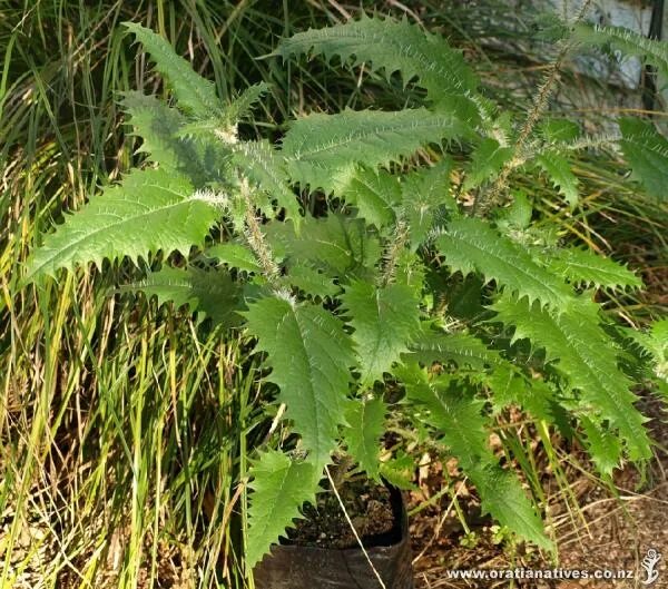 Колючая крапива. Крапива Онгаонга. Онгаонга Крапивное дерево. Urtica Ferox. Новозеландская Онгаонга.