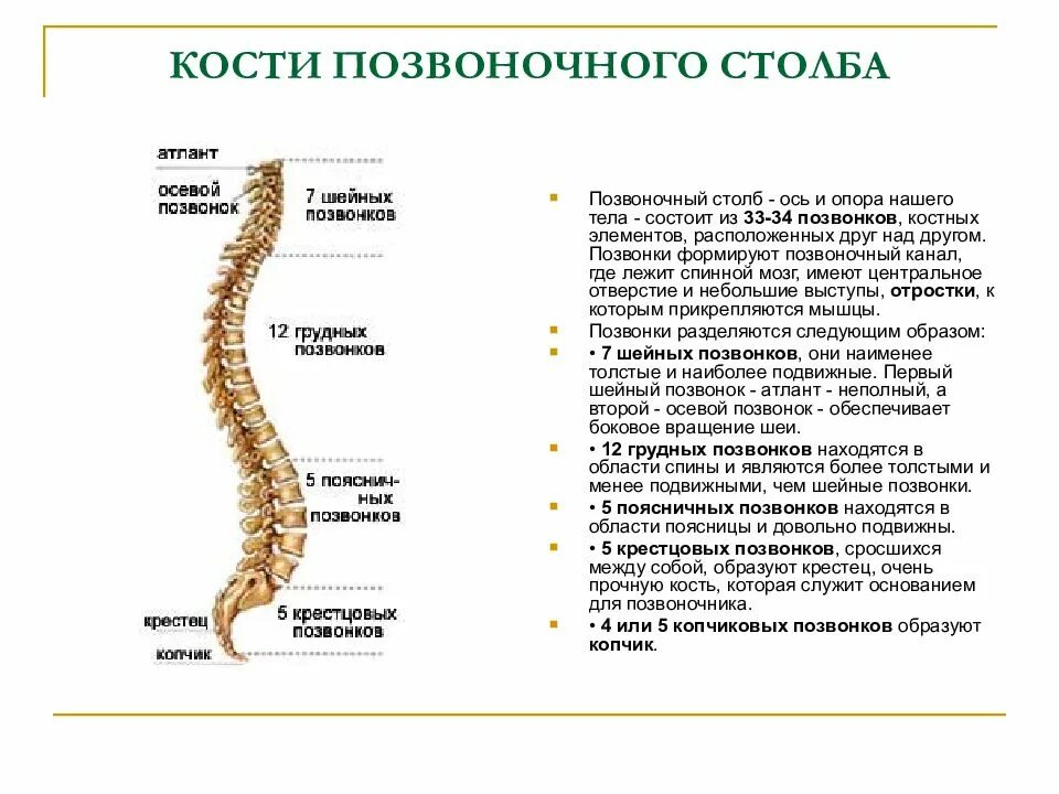 Позвоночный столб изгибы строение. Схема отделов и изгибов позвоночного столба. отделы позвоночника человека таблица особенности. особенности строения позвонков шейного отдела таблица. поясничный отдел особенности строения позвонков таблица.
