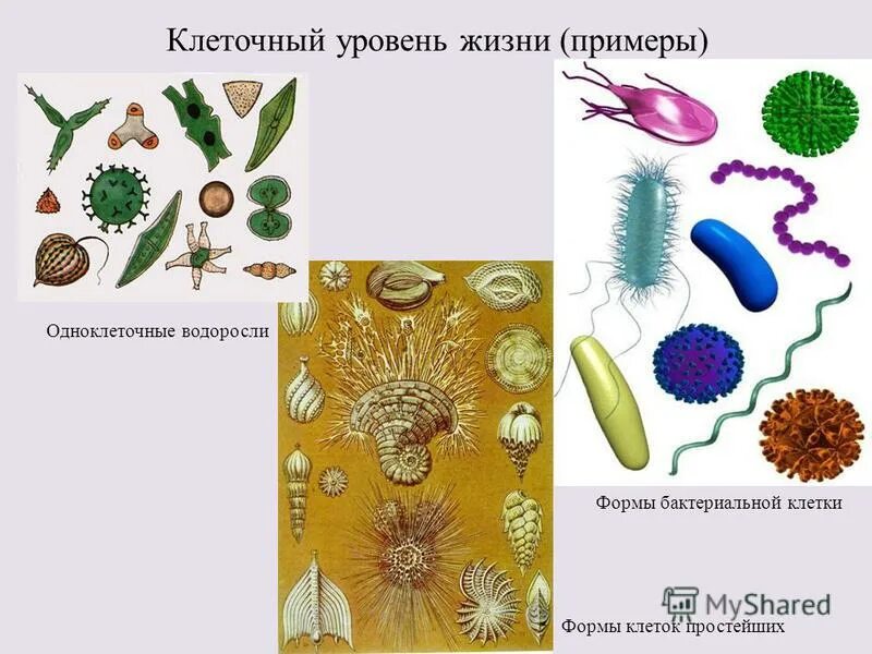 Форма клетки одноклеточных. Одноклетчатые животные. Клетки различных организмов. Строение простейших. Эукариотические одноклеточные микроорганизмы.