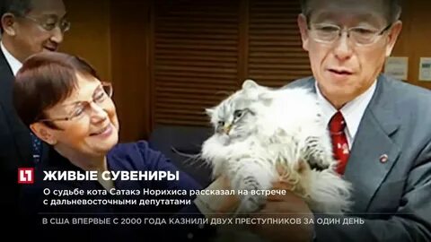 Судьба кота