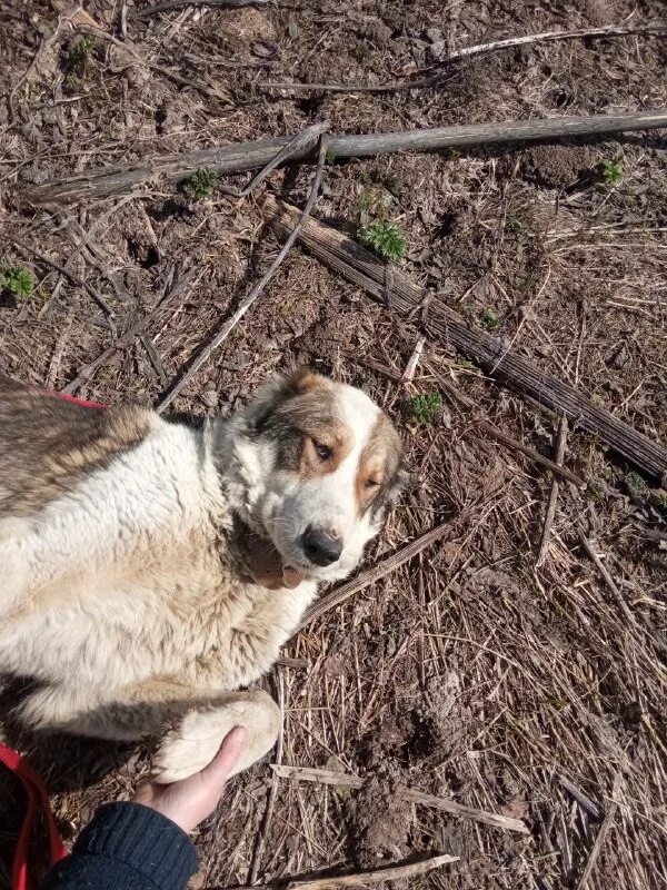 Приют "добрый дом"(г. Приют для собак в вичугском районе. Добрый дом приют для животных. Приют добрый дом вичуга. Приют добрый дом кинешма.