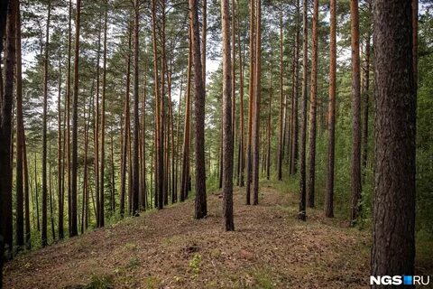Новосибирская область сейчас