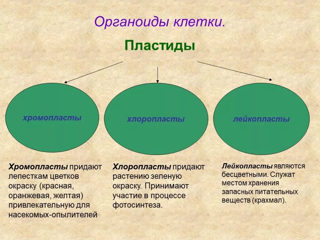 Функция органоида пластиды. Органоиды клетки пластиды. органоиды хромопласты. таблица органоиды клетки пластиды. органоиды клетки хлоропласты.